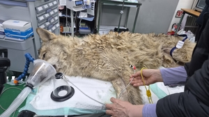 “숨 쉬는지 확인해!”… 마취총 한 발에  ‘늑구’의 위험한 외출 10일만에 끝났다