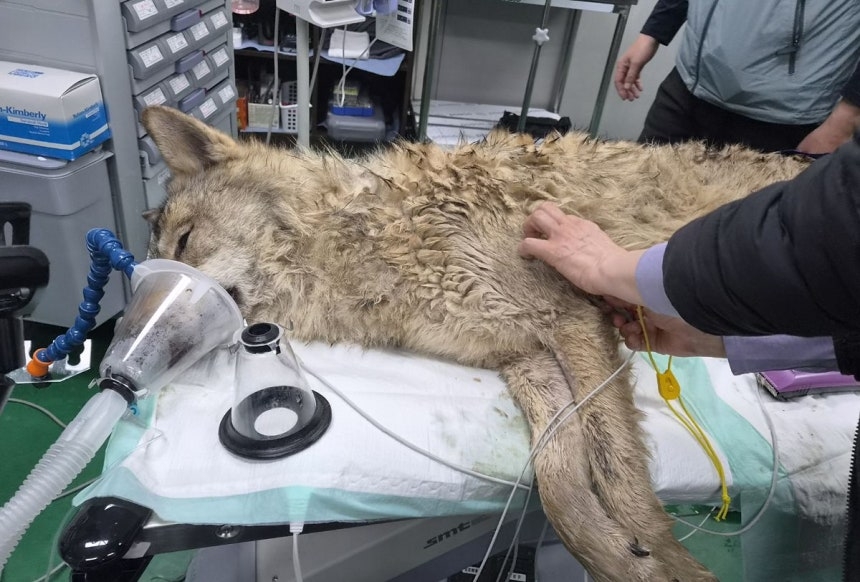 2.6㎝ 낚싯바늘 제거시술 받은 ‘늑구’…“소·닭고기 특식 먹고 회복 중”