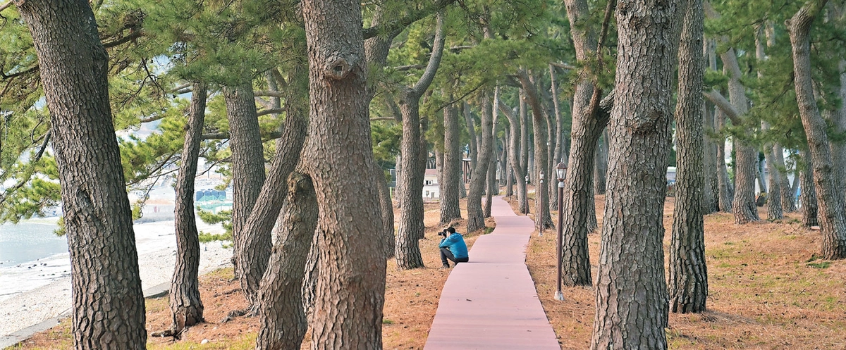 바다를 끼고 있는 월송리해송림. 2500그루의 아름드리 소나무 사이로 오솔길을 놓았다.