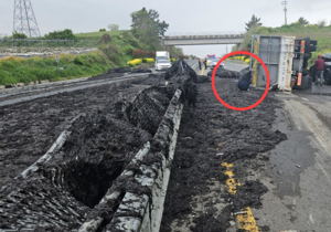 “이거 다 먹는거예요!”…전남 해남서 트럭 전도, 물김 80망 쏟아져