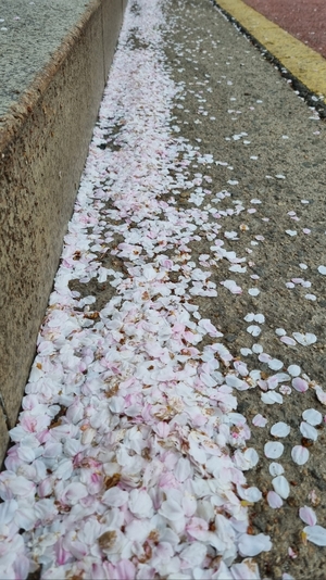 겨울을 견디며 피워낸 꽃… ‘행복’을 맺기 위한 처절한 투쟁[사랑합니다]