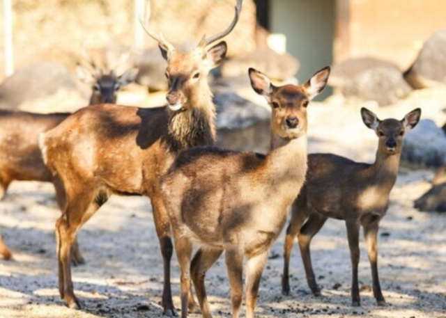 “너의 이름은…” 이번엔 광명서 사슴 5마리 탈출