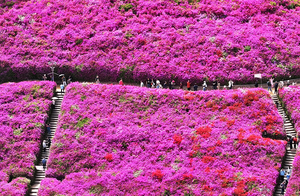 봄 밝히는 군포 ‘철쭉동산’