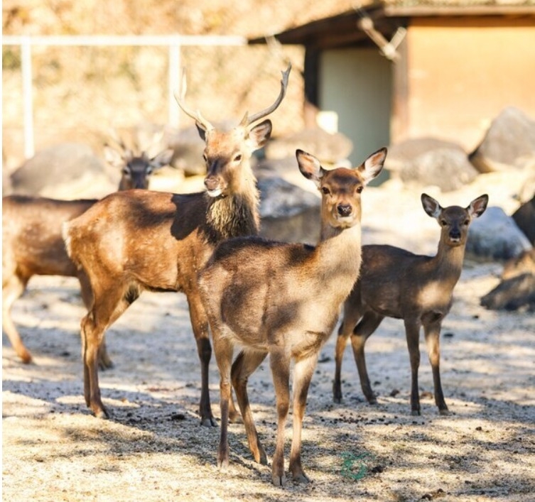 '늑구에 이어 이번엔 사슴?'...서울 구로구 천왕산에 사슴 출몰, 경찰... - 뉴스 썸네일 이미지