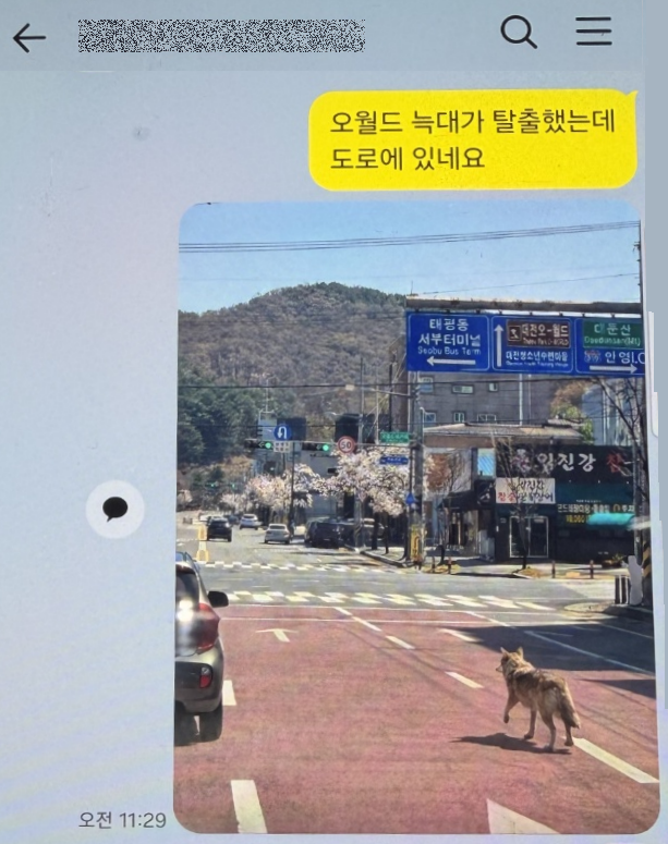 늑구 AI 가짜사진 유포자 검거…“경찰 기동대·특공대 헛걸음” 오월드수색 업무 방해혐의