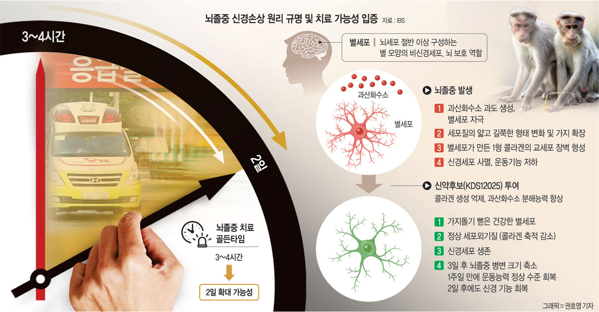 마비된 원숭이 ‘벌떡’… 뇌졸중 신약 찾았다
