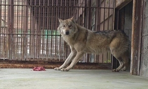 “늑구야 고마워”…동물복지형 동물원 늘어나