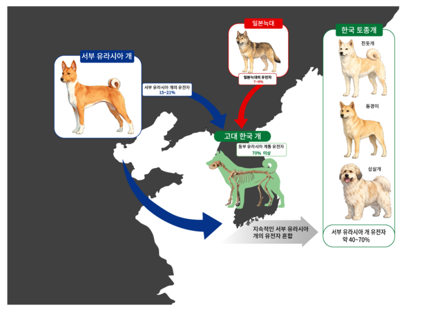 고대 한국 개의 계통과 유전자 혼합 모식도. 생성형 AI 활용 이미지. 국가유산청 제공