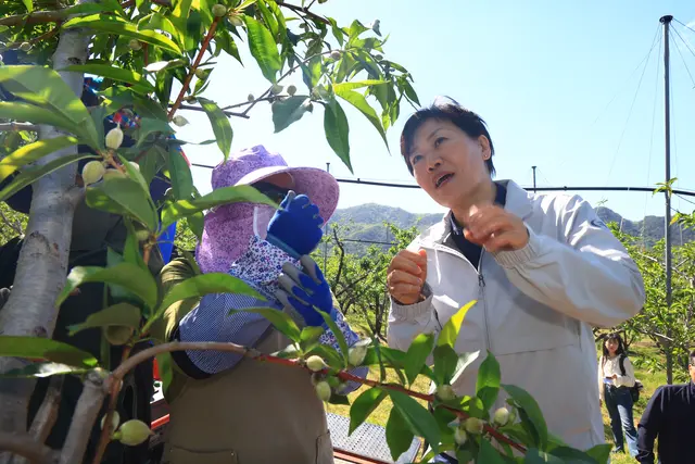 송미령 농림축산식품부 장관이 지난 8일 전북 임실군의 공공형 계절근로 현장을 찾아 복숭아 적과 작업을 돕고 있다. 농림축산식품부 제공