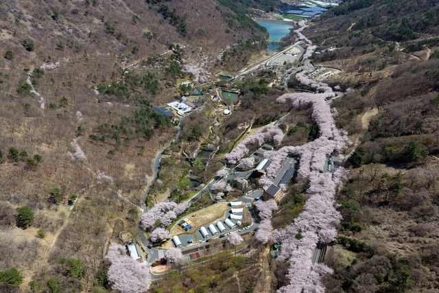 월아산 숲속의 진주 봄. 진주시청 제공