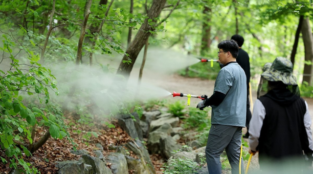 서울시와 노원구, 삼육대학교 관계자들이 지난 7일 서울 노원구 불암산 일대에서 붉은등우단털파리(러브버그) 방제를 위한 유충구제제를 살포한 뒤 물을 뿌리고 있다. 연합뉴스