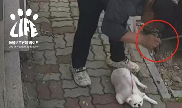 동물보호단체 라이프 SNS 캡처