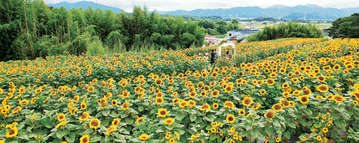 함안 강주리의 해바라기밭. 올해는 해바라기꽃 만개 시기를 축제 후반부쯤과 딱 맞췄다. 축제는 2일까지 열리지만, 해바라기꽃은 이번 주말을 지나 열흘 넘게 더 만개한 모습을 볼 수 있을 것으로 보인다.