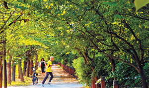 도심서 짙은 ‘숲의 그늘’을 보았다[포토 에세이]