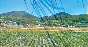 여자만 굽어보는 안양산이 감싸고, 봄이면 진달래 물들던 마을[자랑합니다]