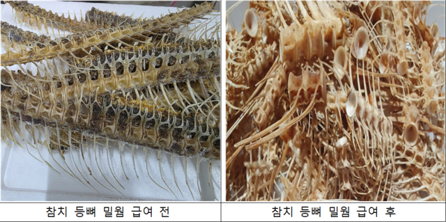 참치 등뼈 부산물의 밀웜 급여 전·후 비교. 한국해양과학기술원 제공
