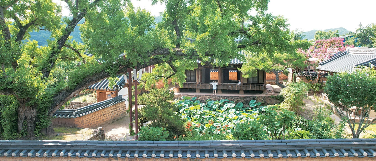 담장 바깥에서 본 서석지와 중심 건물인 정자 경정. 온통 초록으로 둘러싸여 있다. 서석지에는 지금 연꽃과 배롱나무꽃이 한창이다.