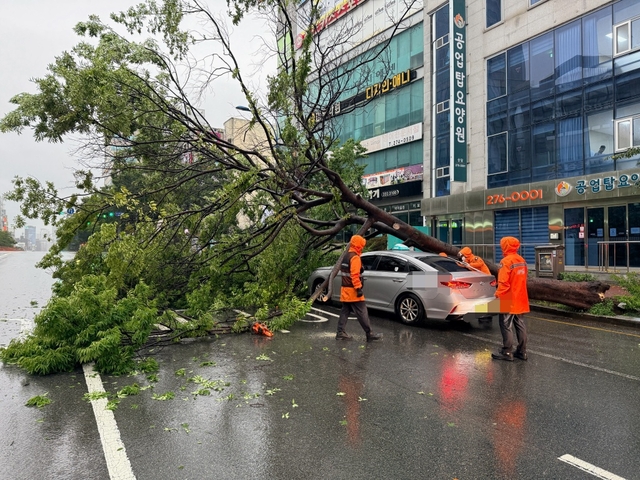 17일 오전 7시 24분쯤 울산 남구 신정동에서 가로수가 쓰러져 지나가던 택시를 덮쳐 소방당국이 구조활동을 벌이고 있다. 울산소방본부 제공