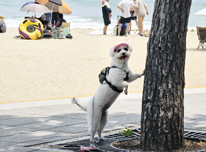 “나도 피서왔어요”… 한껏 뽐내는 강아지[도시풍경]