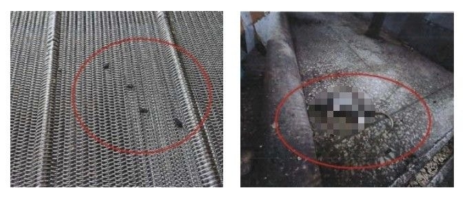 Warning on leptospirosis infection as rat sightings increase in Seoul