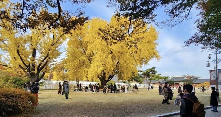 경쟁률이 8.4대1…고궁 은행나무 아래서 결혼식 열린다