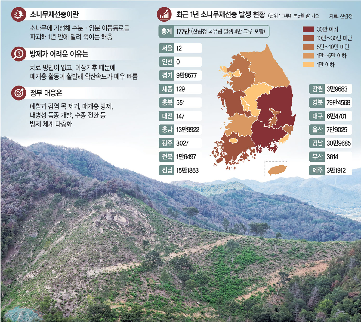 속수무책 재선충…지난 1년새 177만 그루 고사 ‘국가적 산림재앙’