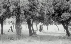 <영화시사회>'올리브나무 사이로'