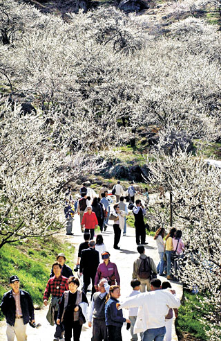 광양시 다압면 청매실농원에서 해마다 열리는 매화축제.