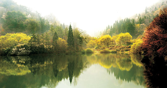 세량제의 이른 아침 풍경. 삼나무와 신록이 그려낸 고요한 봄 풍경은 마치 실재하지 않는 것처럼 낭만적이다.