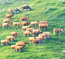 <박상문의 Photo & Essay>혈통·몸매 최우수… ‘韓牛 미스터코리아’