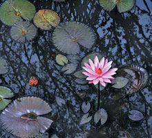 <박상문의 Photo & Essay>흙탕물서 피어나는 맑은 기품… ‘군자의 꽃’이라