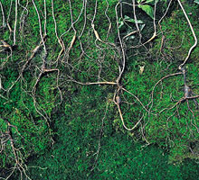 <박상문의 Photo & Essay>一.산신께 제 올리고 二.험한 산중 헤쳐가 ‘蔘’ 봤다!