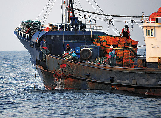 통발어선 명윤호 선원들이 파도가 잔잔한 동해 어장에서 붉은 대게가 가득 들어 있는 통발을 걷어올리고 있다.