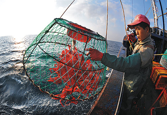붉은 대게를 잡는 원리는 통발 중앙에 미끼를 매달아 두고 냄새를 맡은 대게가 통발에 들어오면 걷어올리는 방식이다.
