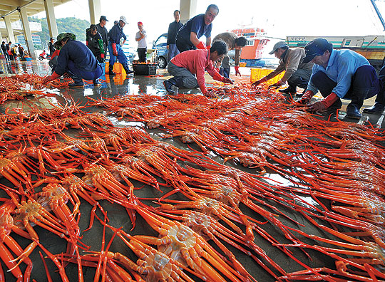 선원들이 잡아올린 붉은 대게를 정리하며 후포수협 위판장에서 치러질 경매를 준비하고 있다.