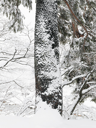 설악산에서 촬영한 권부문의 2010년작 ‘산수’시리즈