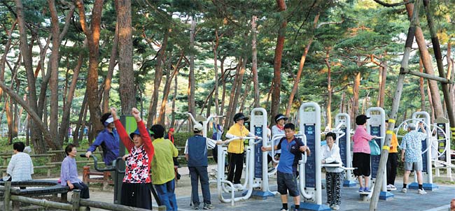 <서울아 운동하자>3㎞ 소나무길 ‘숲속 보약’… 댄스체조 삼매경