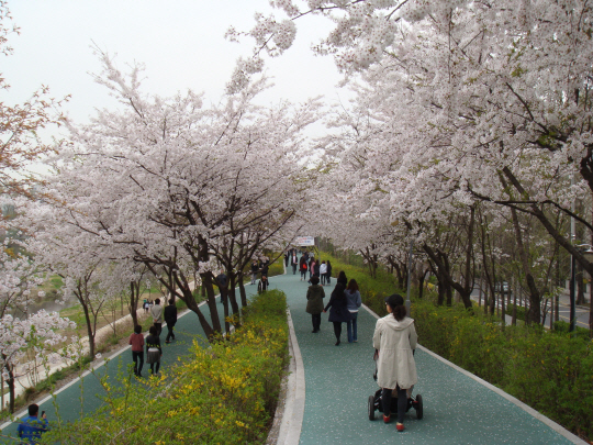 지난해 4월 벚꽃이 흐드러지게 핀 양재천 길을 거닐고 있는 서울 강남구 주민들의 모습. 강남구는 오는 4일 ‘강남 7540 양재천 벚꽃길 걷기 축제’를 연다. 강남구청 제공