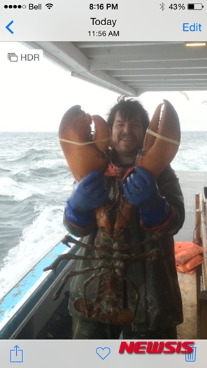 2일(현지시간) 토론토선에 따르면 노바스코샤주에서 고래 관찰 투어 가이드를 하고 있는 제스 튜더는 지난달 27일 인근 해안에서 무게 7.7㎏에 달하는 거대한 랍스터를 잡았다.