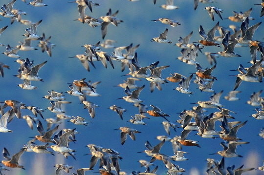 <자연&포토>‘높이 나는 도요새’ 알래스카 귀향길