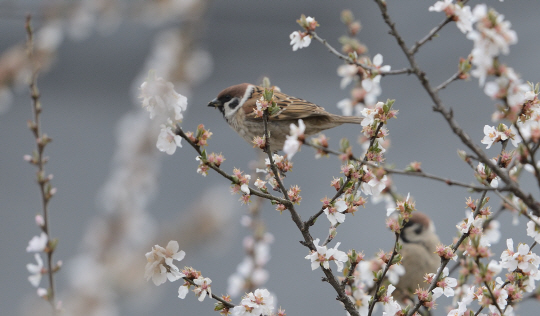 <자연&포토>떨어지는 벚꽃… 꿀샘 사라져 아쉬운 참새