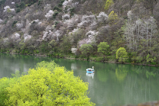 충북 괴산읍내에서 산막이옛길로 가던 중 괴강삼거리에서 본 괴강. 산벚나무가 구름 같은 꽃을 피웠다. 신창섭 기자 bluesky@