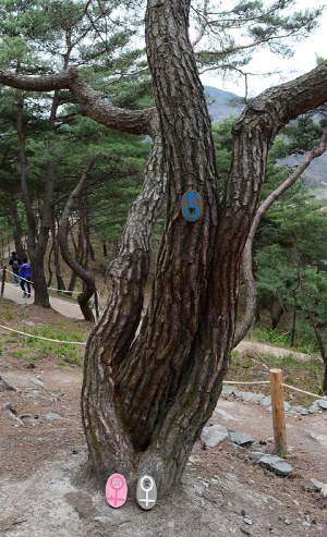 산막이옛길 입구에서 멀지 않은 곳에 있는 정사목. 남녀가 사랑을 나누는 모양새를 하고 있다.
