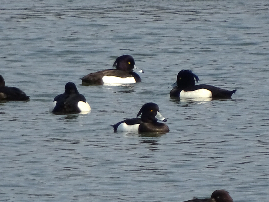 <자연&포토>화진포호에 자리 잡은 댕기흰죽지