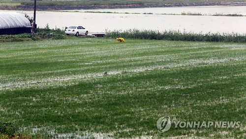 가뭄으로 어려움을 겪는 경기 북부지역에 20일 단비가 내렸다. 이날 오후 파주시 교하동 한 논에서 농민이 비를 맞으며 피를 뽑고 있다. (파주=연합뉴스)