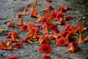 농다리 인근 민가의 마당 위로 떨어져 내린 능소화. 신창섭 기자 bluesky@munhwa.com