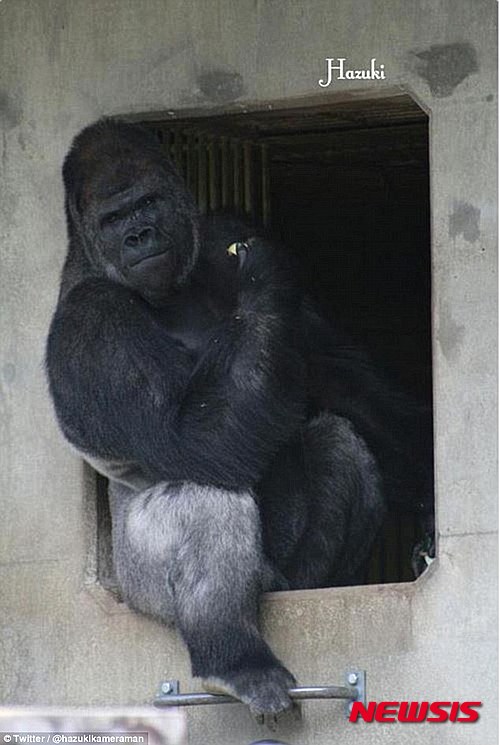 샤바니라는 이름을 가진 고릴라가 잘생긴 외모로 동물원 여성 방문객을 끌어들이고 있다. 18살이 된 샤바니는 트위터를 통해 ‘잘생긴 외모’가 입소문이 났다.2015.06.26. (사진출처: 영국 데일리메일)