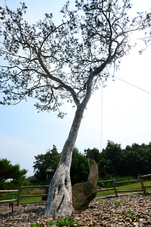 추사가 약관의 나이에 청나라 연경을 다녀오며 가져온 씨앗으로 심은 고조부 김흥경의 묘소 앞 백송은 당당하던 모습이 절반이 채 남아 있지 않지만 올곧은 자태를 뽐내고 있다.