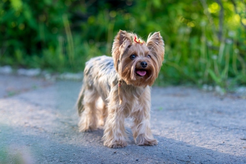 예쁜 우리 강아지가 치매?… 반려견 치매증상 5가지