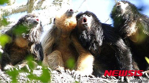 【서울=뉴시스】수컷 고함원숭이들이 암컷을 유혹하기 위해 목소리를 높이고 있다. 암컷을 유혹하기 위해 고함을 지르는 원숭이의 낮고 굵은 목소리에 생식력이 약하다는 비밀이 숨겨져 있었다는 연구 결과가 나왔다고 BBC가 지난 22일(현지시간) 보도했다. (사진출처: BBC 인터넷판)
